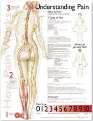 Understanding Pain Anatomical Chart