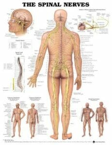 Spinal Nerves