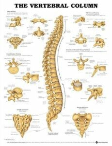 The Vertebral Column