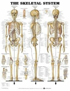 The Skeletal System